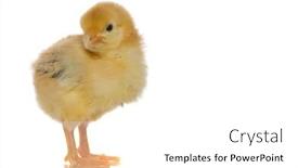  Presentation with chicks - Presentation theme having cute baby chicks over white background background and a white colored foreground