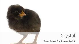  Presentation with chicks - Cool new presentation theme with cute baby chicks over white background backdrop and a white colored foreground