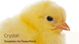  Presentation with chicks - Amazing presentation having cute baby chicks over white background backdrop and a yellow colored foreground