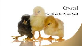  Presentation with chicks - Colorful presentation theme enhanced with cute baby chicks over white background backdrop and a white colored foreground