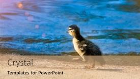  Presentation with cute duck - Slide deck with cute-baby-duck-happily-running background and a coral colored foreground