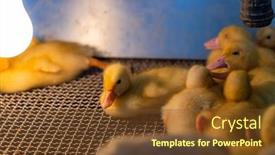  Presentation with cute duck - Presentation design with cute-baby-duck background and a tawny brown colored foreground