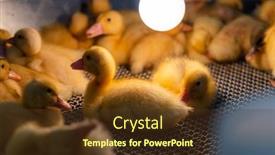  Presentation with cute duck - Slide set enhanced with cute-baby-duck background and a tawny brown colored foreground