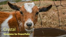  Presentation with baby chickens little cute chicks - Theme enhanced with cute-baby-goat-looking and a tawny brown colored foreground