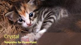  Presentation with cute baby - Amazing presentation theme having cute-baby-kitten-lying and a tawny brown colored foreground