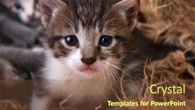  Presentation with cute baby - PPT theme consisting of cute-baby-kitten-lying background and a tawny brown colored foreground