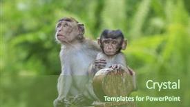  Presentation with cute baby - Audience pleasing PPT theme consisting of cute baby monkeys backdrop and a tawny brown colored foreground