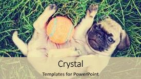  Presentation with clover - Presentation theme featuring cute baby pug chihuahua mix background and a lemonade colored foreground