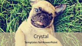  Presentation with cute baby - Beautiful slide set featuring cute baby pug chihuahua mix backdrop and a lemonade colored foreground