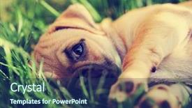  Presentation with cute baby - Presentation theme enhanced with cute baby pug chihuahua mix background and a ocean colored foreground