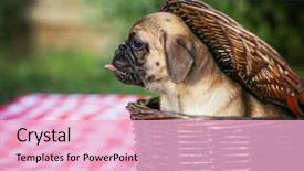  Presentation with 4th july - Presentation theme having cute baby pug chihuahua mix background and a lemonade colored foreground