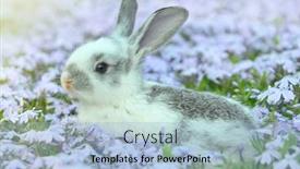  Presentation with cute baby - Beautiful presentation theme featuring cute baby rabbit backdrop and a light blue colored foreground