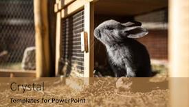  Presentation with cute baby - Slides enhanced with cute-baby-rabbits background and a coral colored foreground