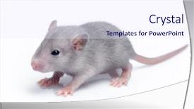  Presentation with white rat - Cool new theme with cute baby rat resting backdrop and a sky blue colored foreground