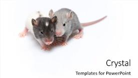  Presentation with rats - Cool new theme with cute baby rats resting backdrop and a white colored foreground