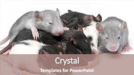  Presentation with white rat - PPT theme enhanced with baked vegetable casserole portion ham with cheese background and a gray colored foreground