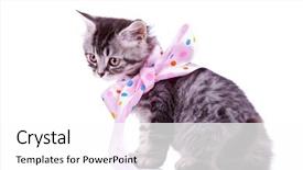  Presentation with pink cat - Theme consisting of pink ribbon sitting on white background and a white colored foreground