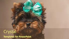  Presentation with cute baby - Presentation enhanced with cute-baby-yorkshire-terrier-dog background and a tawny brown colored foreground
