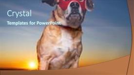  Presentation with hero mask - Presentation theme with cute-beagle-pug-mix-puggle background and a ocean colored foreground