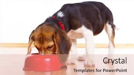  Presentation with beagle dog - Presentation with cute beagle puppy eating background and a coral colored foreground