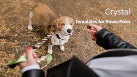 Presentation with leash - Presentation design featuring cute beagle puppy with leash standing on the ground and looking at yummy snack held by his owner during chill background and a coral colored foreground