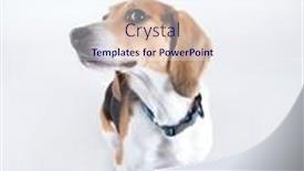  Presentation with cute - PPT theme having cute-beagle-wearing-a-red background and a  colored foreground