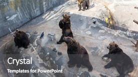  Presentation with brown bear - Colorful presentation design enhanced with cute bear in zoo park backdrop and a gray colored foreground