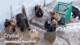  Presentation with food keripik - Slides with cute bear looking for food background and a gray colored foreground