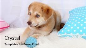  Presentation with puppy - Slides having cute beige puppy playing with ball on white carpet on light background background and a lemonade colored foreground