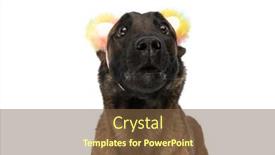  Presentation with belgian food - PPT theme consisting of cute-belgian-shepherd-dog background and a tawny brown colored foreground