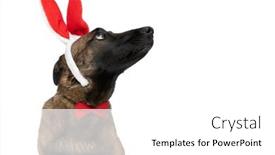  Presentation with dog - Slide deck having cute-belgian-shepherd-dog background and a white colored foreground