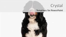  Presentation with tongue - 