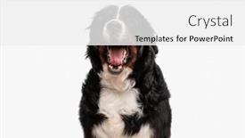  Presentation with tongue - 