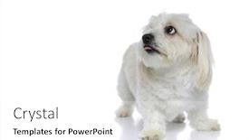  Presentation with tongue - Amazing presentation theme having cute-bichon-dog-biting backdrop and a white colored foreground