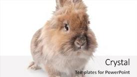  Presentation with funny retirement - PPT theme with cute biology - funny funny rabbit on white background and a light gray colored foreground