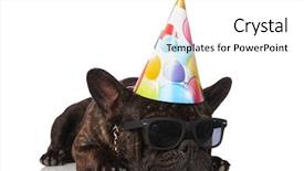  Presentation with white gold birthday - Audience pleasing slides consisting of cute birthday french bulldog backdrop and a white colored foreground