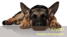  Presentation with jasmine rice brown rice black - Cool new PPT theme with cute black and brown shepard backdrop and a tawny brown colored foreground