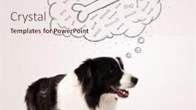  Presentation with bone - Presentation theme having cute black and white border collie lying and dreaming about a bone in a thought bubble background and a sky blue colored foreground