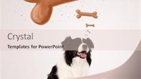  Presentation with bone - Audience pleasing PPT theme consisting of cute black and white border collie sitting and dreaming about a bone above her head backdrop and a lemonade colored foreground