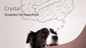  Presentation with bone - Presentation theme enhanced with cute black and white border collie sitting and dreaming about a bone in a thought bubble background and a light gray colored foreground