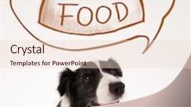  Presentation with thought - Audience pleasing presentation consisting of cute black and white border collie thinking about a bowl of food in a thought bubble above her head backdrop and a lemonade colored foreground