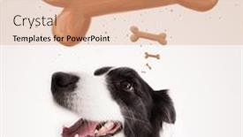  Presentation with bone - Beautiful presentation theme featuring cute black and white border collie sitting and dreaming about a bone above her head backdrop and a coral colored foreground
