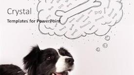  Presentation with thought - Colorful slides enhanced with cute black and white border collie dreaming about a bone in a thought bubble backdrop and a sky blue colored foreground