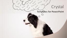  Presentation with thought - Audience pleasing presentation theme consisting of cute black and white border collie sitting and dreaming about a bone in a thought bubble backdrop and a light gray colored foreground