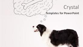  Presentation with thought - Amazing presentation theme having cute black and white border collie dreaming about a bone in a thought bubble backdrop and a sky blue colored foreground