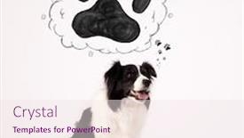  Presentation with paw - Audience pleasing slide set consisting of cute black and white border collie thinking about a paw in a thought bubble above her head backdrop and a sky blue colored foreground
