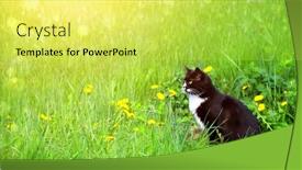  Presentation with green lawn - Theme with cute-black-and-white-cat background and a yellow colored foreground