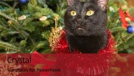  Presentation with christmas black - PPT theme enhanced with cute black cat wearing tinsel against green christmas tree background background and a crimson colored foreground