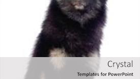  Presentation with black - Presentation design having cute-black-dog background and a light gray colored foreground