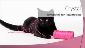  Presentation with kitten - PPT layouts consisting of cute-black-kitten-with-fur and a white colored foreground